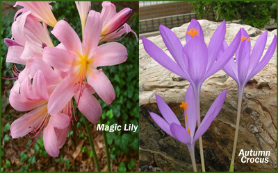 autumn crocus and magic lily in the fall garden in new england