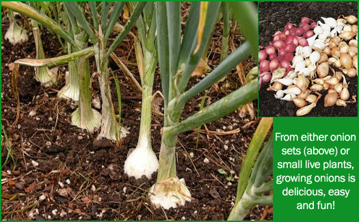 growing onions in new england gardens