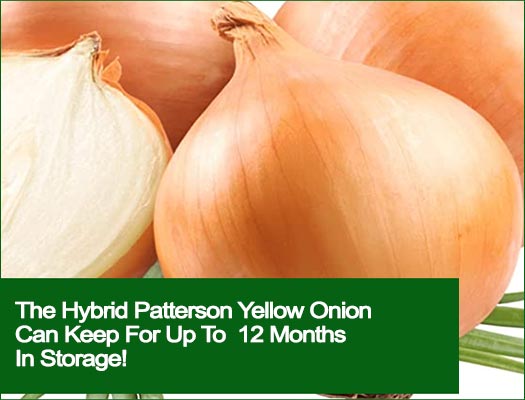 patterson onion can stay in storage up to 12 months