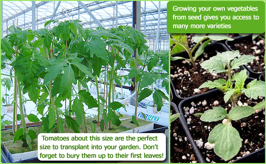 choosing to grow your vegetables from seed gives you access to many more varieties than purchasing plants