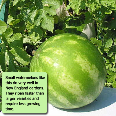 growing cucumbers in new england gardens - how to grow watermelons