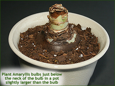 pot amaryllis to bloom in the winter around christmas