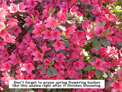 azalea in the New England garden