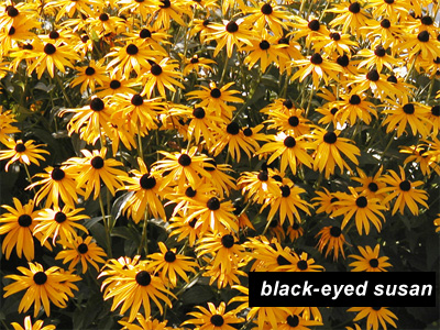 black-eyed susan gardening in new england