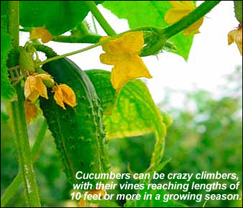 growing cucumbers in new england gardens - how to grow cucumbers