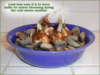 forcing bulbs inside for winter bloom daffodils hyacinths