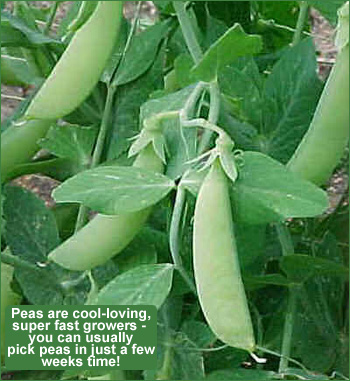 growing peas from seed is quite simple and easy for new england gardeners