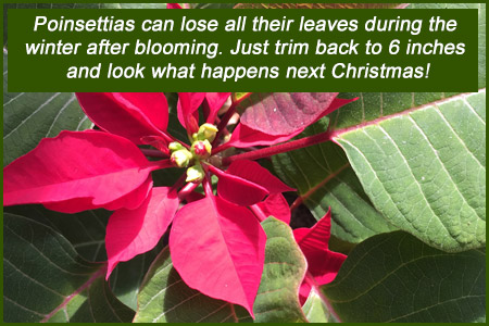 poinsettias may die back but can rebloom in new england with care