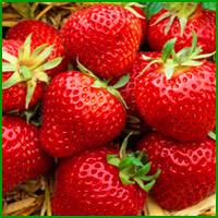 buy albion strawberries online