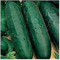 buy cucumber plants online