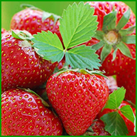 buy seascape strawberries online