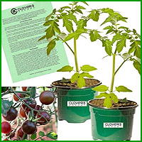 buy black prince tomato plants