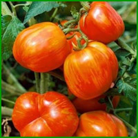 buy mr stripey tomato plants