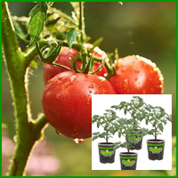 buy patio tomato plants