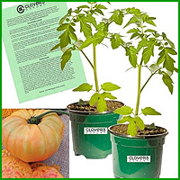 buy pineapple tomato plants