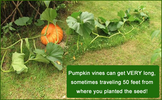 growing pumpkins in new england gardens