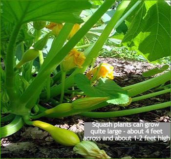 growing squash and zucchini in new england gardens - how to grow summer squash