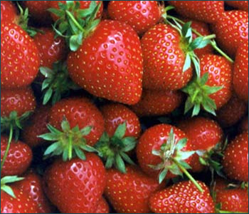 growing strawberries in new england gardens - how to grow strawberries