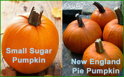 growing sugar pumpkins in the new england garden