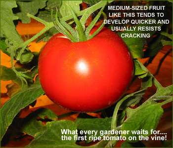 growing tomatoes in new england gardens - how to grow tomatoes